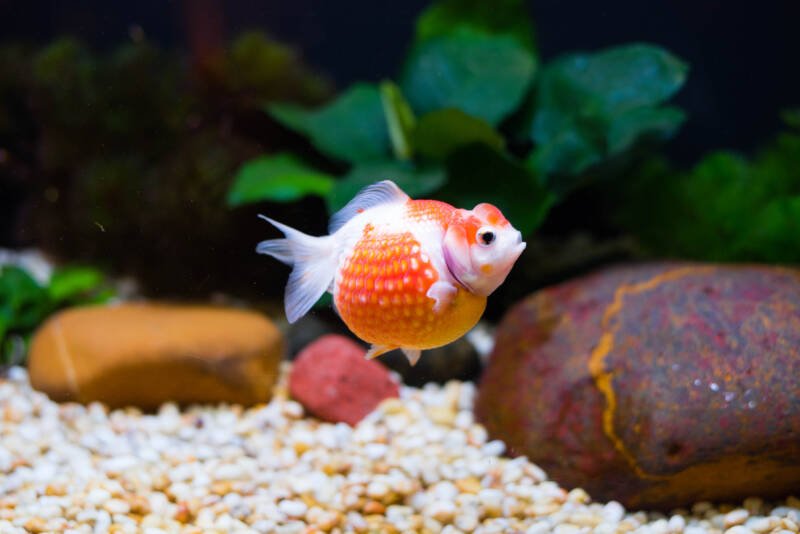 Pearlscale fancy goldfish also known as golf ball goldfish swimming in a planted tank