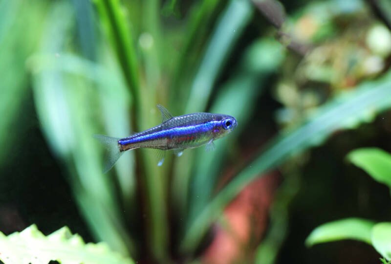 Paracheirodon simulans also known as green neon tetra swimming in a planted freshwater tank