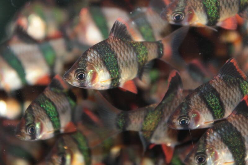 A school of tiger barbs with iridescent green stripes