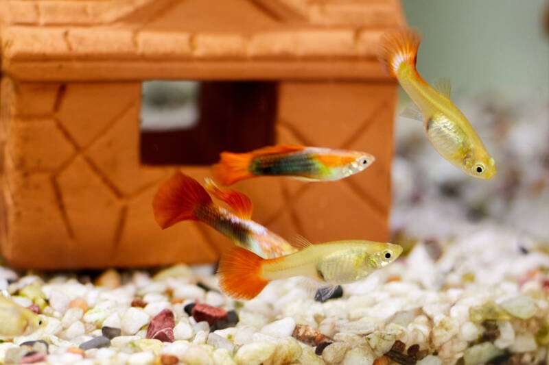 Shoal of Poecilia reticulata also known as tequila sunrise guppies swimming in front of a decor in a fershwater aquarium