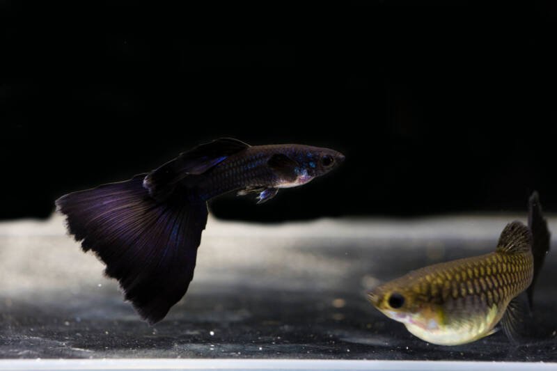 Male and female guppies in a transparent aquarium with a dark background