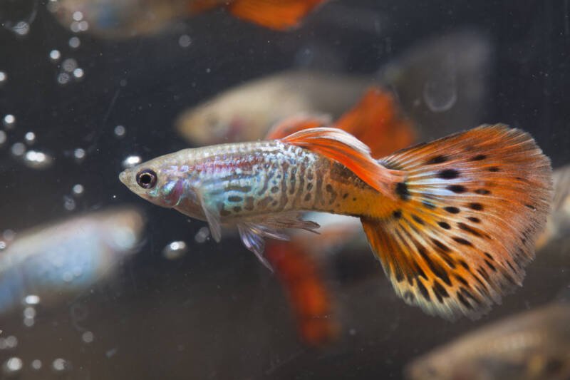 Poecilia reticulata also known as guppy fish swimming in a tank