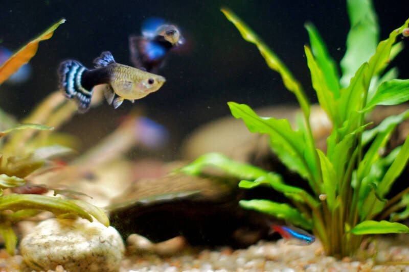 Poecilia reticulata also known as fancy guppy swimming near to the bottom in a planted community aquarium