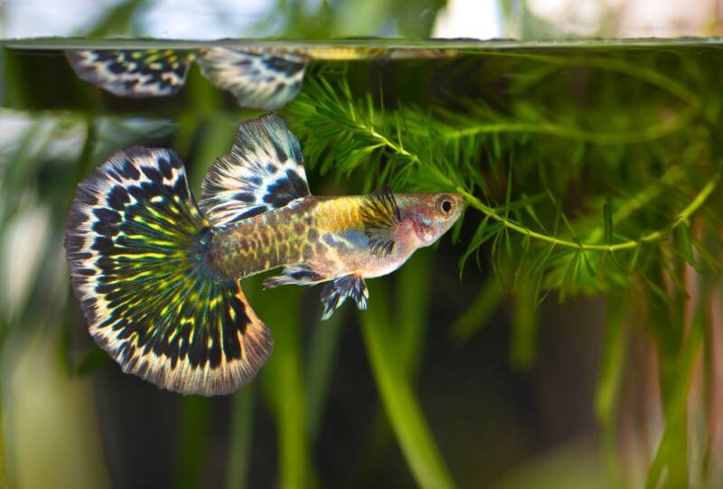 Guppy grass floating in aquarium with guppy fish