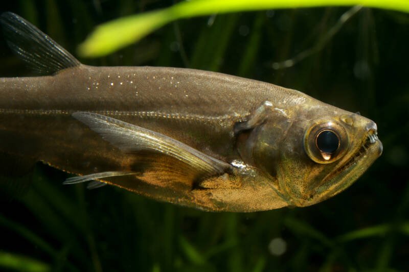 Close-up of Hydrolycus scomberoides also known as vampire tetra