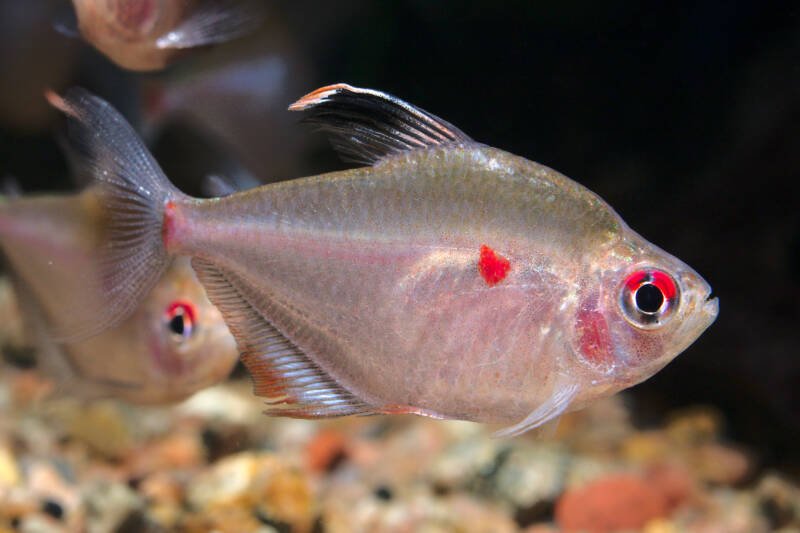 Several Hyphessobrycon erythrostigma commonly known as bleeding heart tetras swimming close to gravel bottom in aquarium