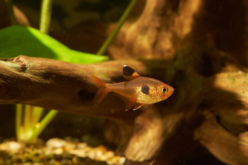 Hyphessobrycon eques also known as serpae tetras swimming near a driftwood in a planted freshwater aquarium