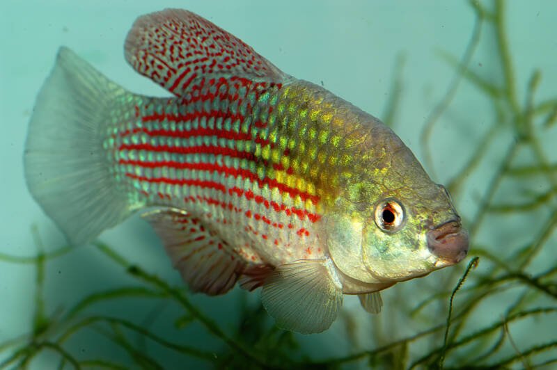 Jordanella floridae also known as American flagfish is swimming in a freshwater aquarium
