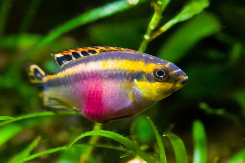 A female of Pelvicachromis kribensis also known as kribensis is swimming in a planted tank