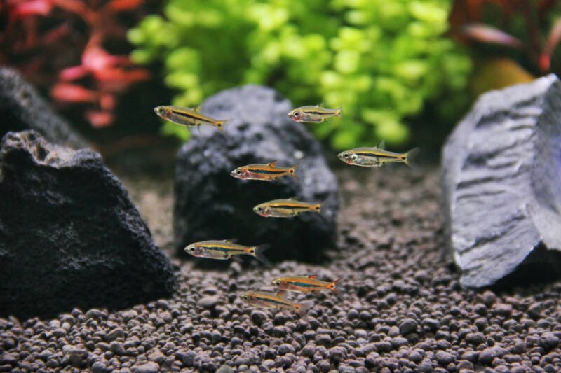 A school of Boraras urophthalmoides also known as least rasboras or exclamation point rasboras swimming close to bottom in a freshwater aquarium decorated with stones
