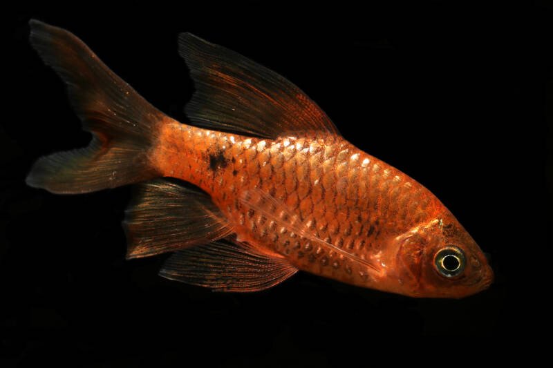 Long finned rosy barb