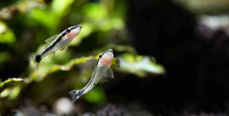 A couple of Macrospilus vitattus swimming upwards in a freshwater aquarium