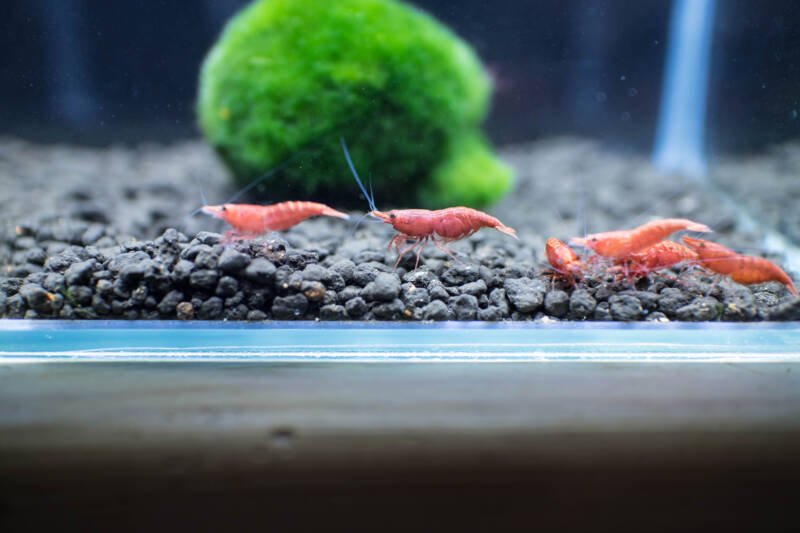 Cherry shrimp tank with a dark aquatic soil and marimo moss ball