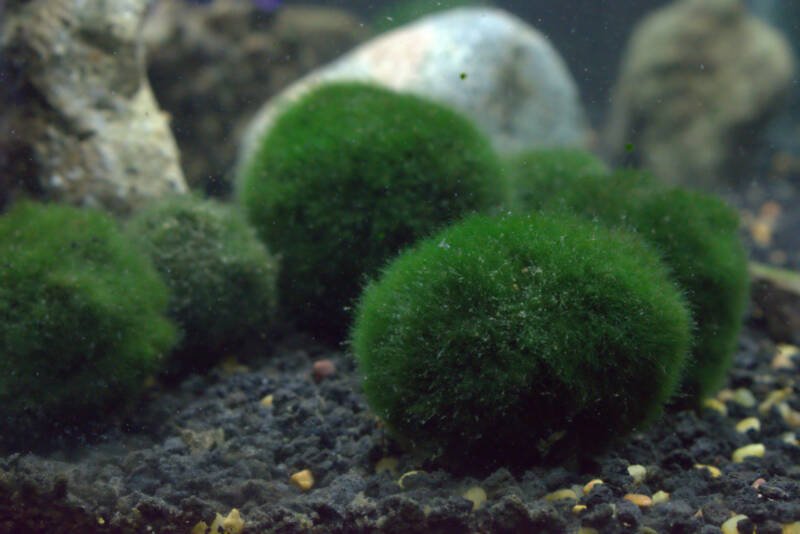 Several marimo moss balls in a freshwater tank
