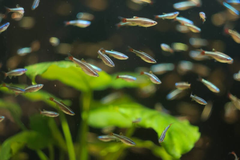 A school of Tanichthys albonubes also known as white cloud minnows in a planted tank
