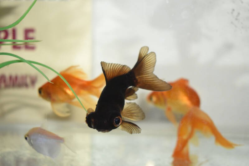 Black moor goldfish swimming with two other goldfish species in aquarium