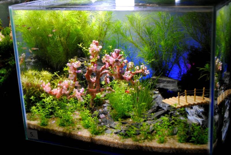 Nano aquarium with many aquatic plants