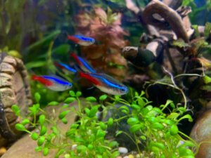 38 Colorful Freshwater Fish to Enhance Your Aquarium