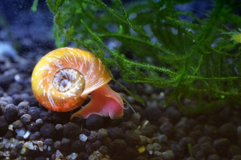 A close-up of a ramshorn snail crawling on a dark aquatic soil in a planted tank setup