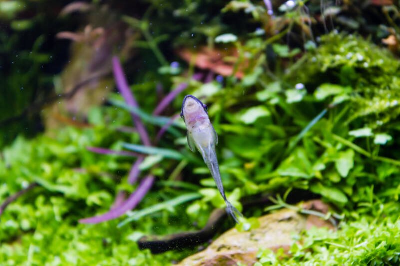 Otocinclus catfish is feeding on algae at the aquarium glass in a planted aquarium