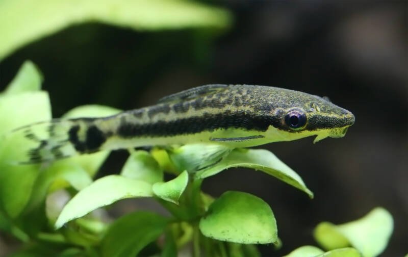Otocinclus macrospilus also known as oto catfish swimming between the plants