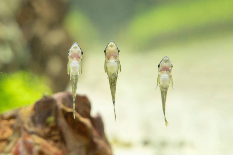 Three dwarf suckers also known as otos feeding on algae on the aquarium glass