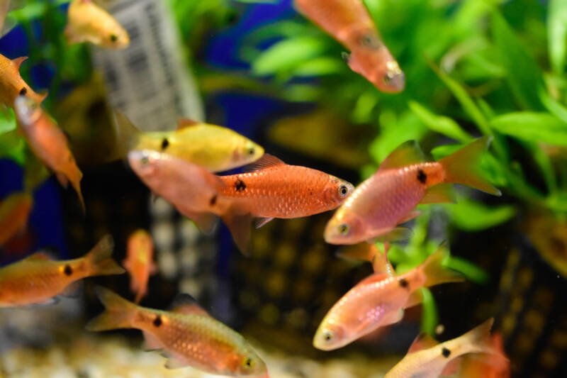School of Puntius conchonius also known as rosy barbs swimming in a planted tank