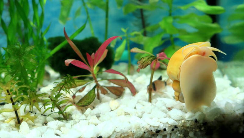 Yellow Pomacea bridgesii also known as mystery snail crawling on aquarium glass