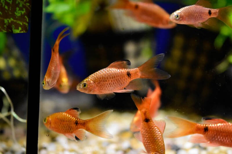 A school of Puntius conchonius also known as rosy barbs swimming in a freshwater tank setup