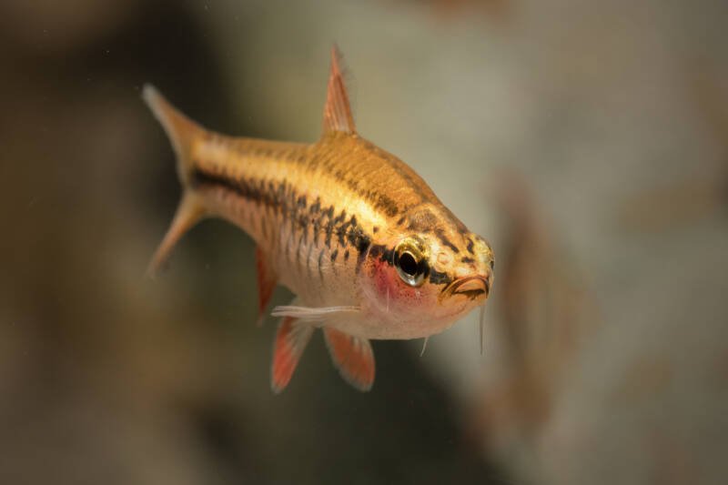 Female of Puntius titteya also known as cherry barb on a blurry background
