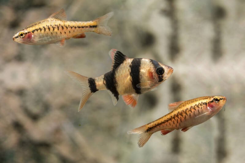 Puntius tetrazona and Puntius titteya fish in the aquarium