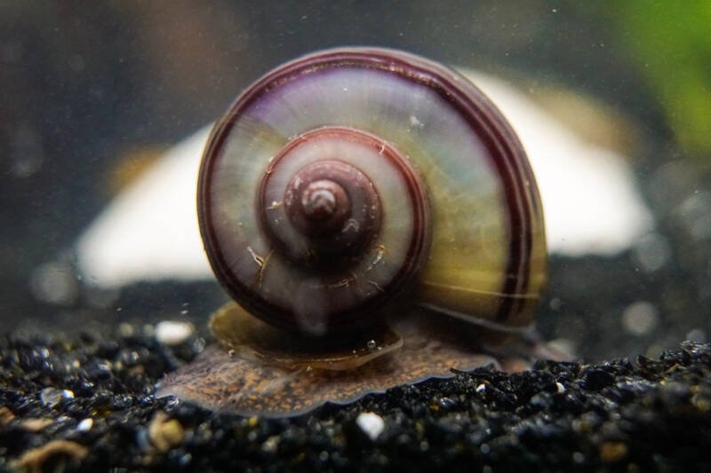 Purple Pomacea bridgesii commonly known as mystery snail on a dark gravel in aquarium