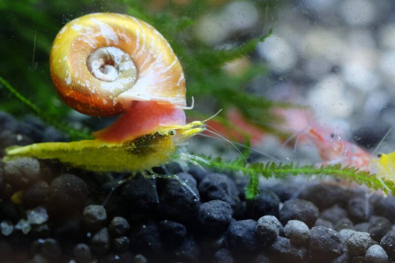 Orange ramshorn snail crawling on a yellow Neocaridina shrimp at the bottom of a freshwater aquarium