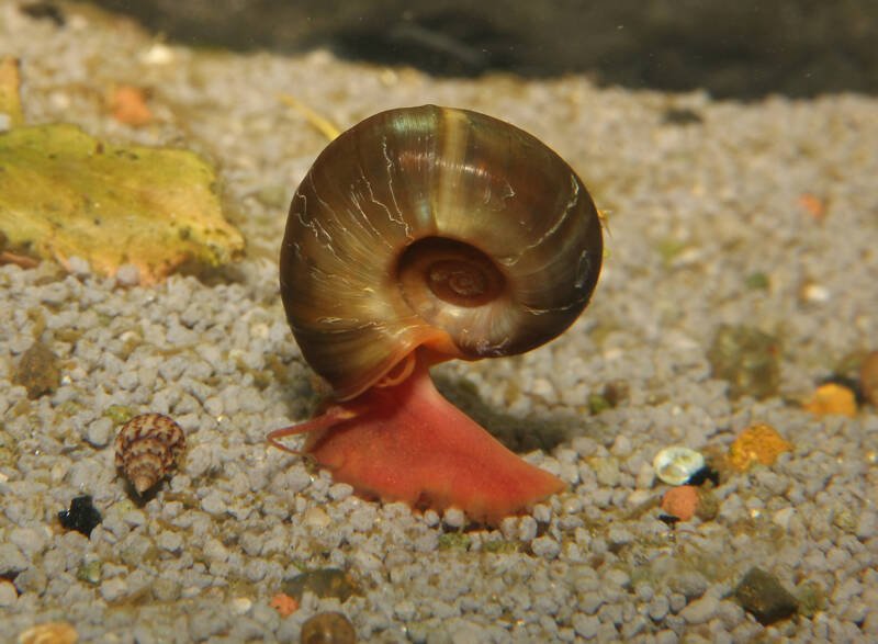Planorbarius corneus also known as great ramshorn snail crawling on the sandy aquarium bottom