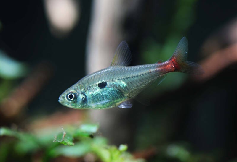Hemigrammus stictus also known red-base tetra in freshwater aquarium