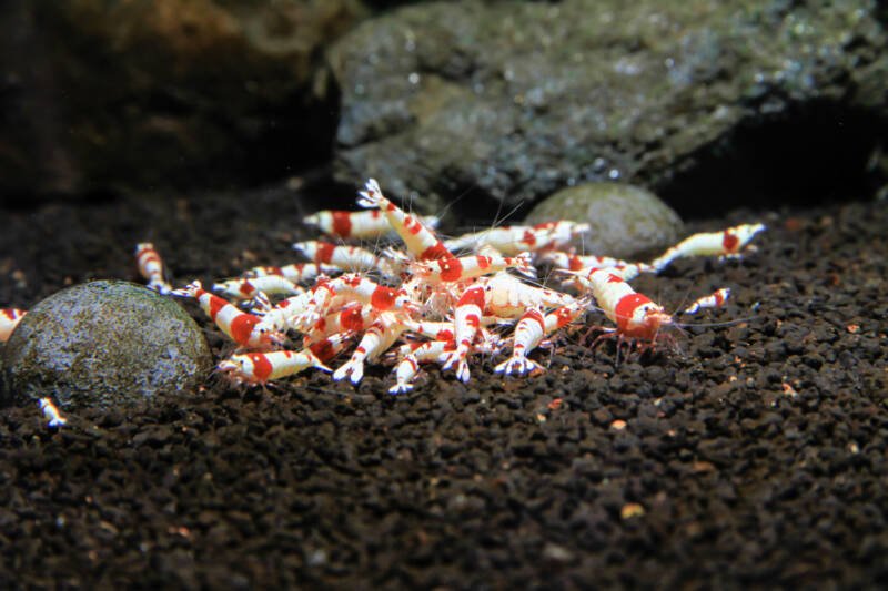 Group of Caridina cantonensis variation red bee is feeding on shrimp food on bottom of freshwater tank