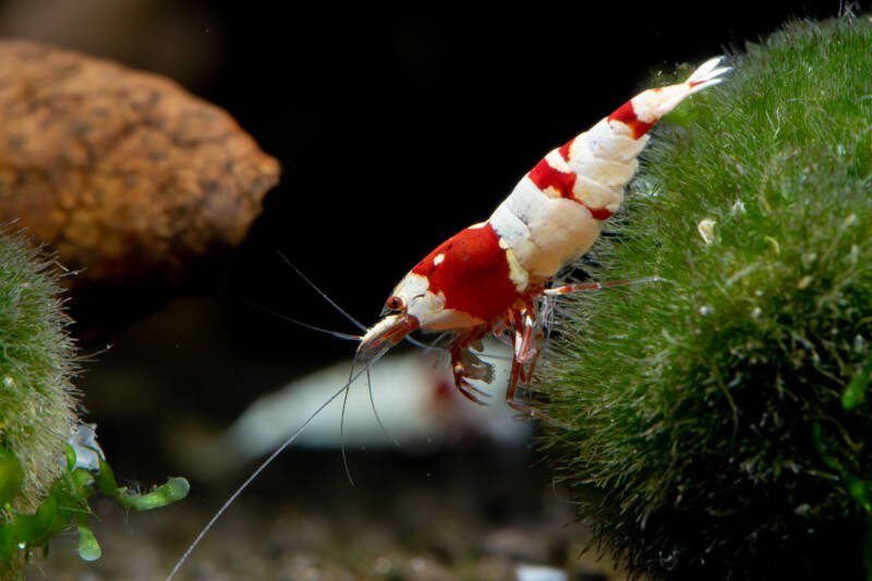 Caridina cantonensis also known as red bee shrimp on a moss in a tank