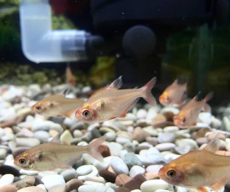A school of Hyphessobrycon sweglesi also known as red phantom tetras swimming tightly near the bottom in aquarium