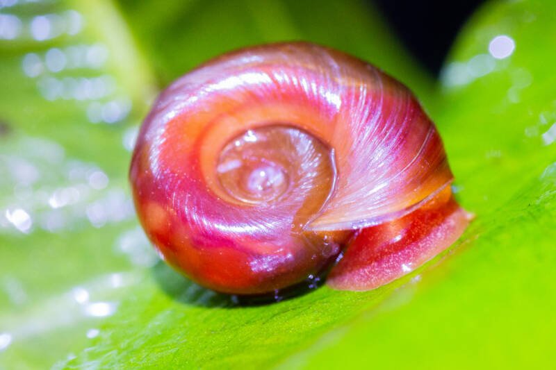 Close-up of Planorbis rubrum also known as red ramshorn snail crawling on a plant leaf in aquarium