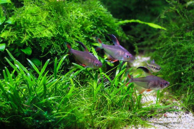 School of Hyphessobrycon rosaceus also known as rosy tetras swimming in a planted tank