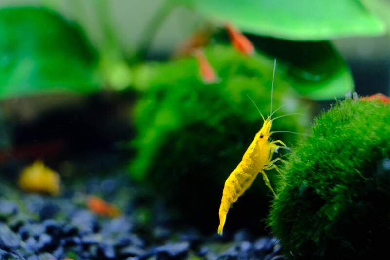 Close-up of a yellow shrimp grazing on a marimo moss in a planted tank