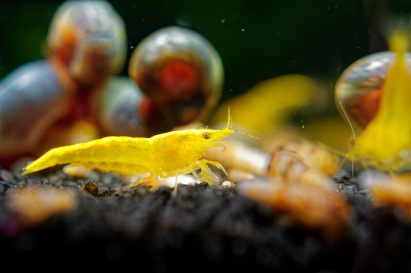 Yellow sakura shrimp Neocaridina davidi in green in freshwater aquarium with ramshorn snails