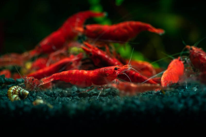 Group of red cherry shrimp on aquatic soil in freshwater aquarium