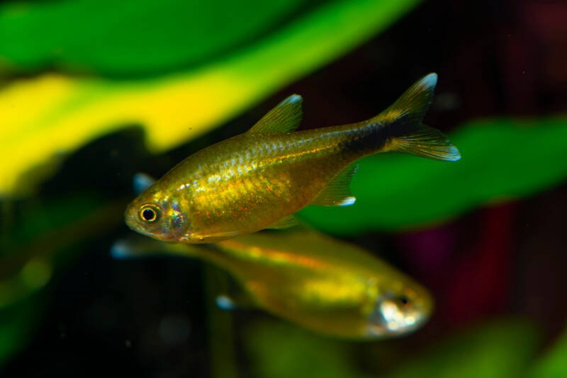 Two Hasemania nana also known as silvertip tetras on a green background