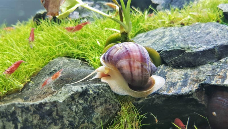 Pomacea bridgesii also known as mystery snail climbing on rock in freshwater tank with shrimp