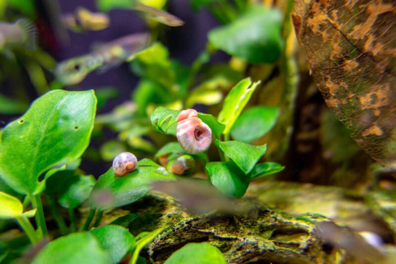A small colony of ramshorn snails in a planted aquarium