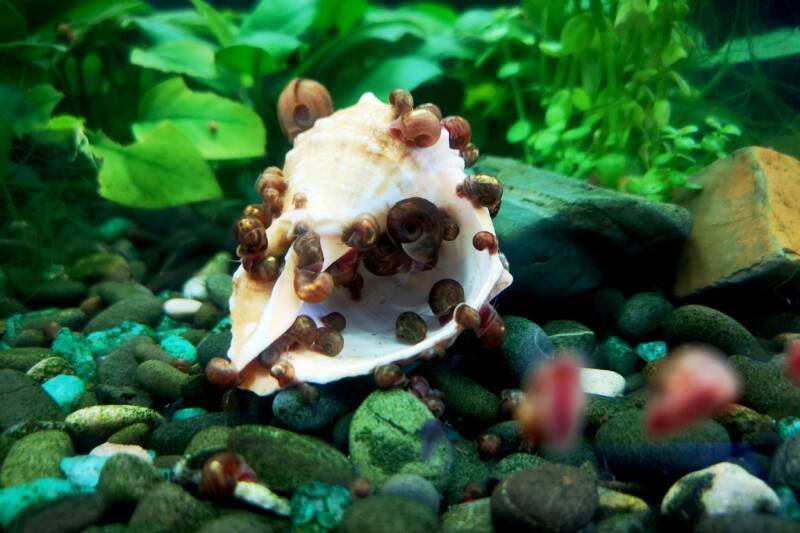 A shell covered with baby snails on the bottom of aquarium