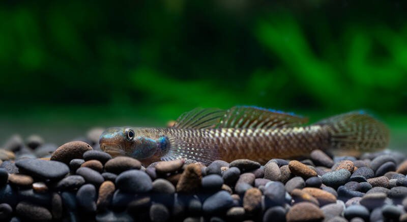 Stiphodon semoni also known as neon goby staying on a gravel bottom in a freshwater aquarium
