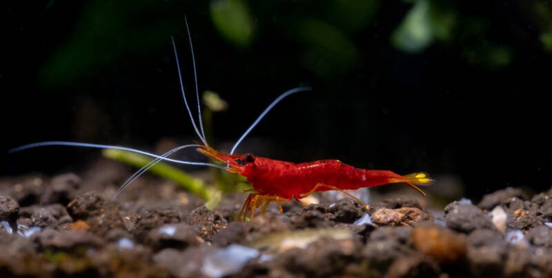 Yellow nose sulawesi red dwarf shrimp look for food in aquatic soil with dark background in freshwater aquarium tank