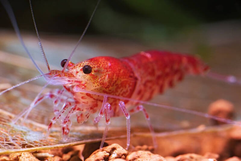 Close up of tangtai freshwater shrimp in aquarium